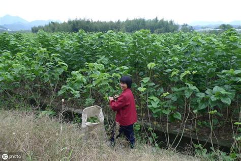 家裡種桑樹|桑樹栽培要注意什麼？如何種植才能高產優質？看完以。